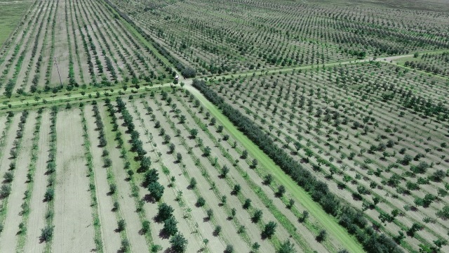 Aslım Ormanı İle İğde Kokuları Karatay’ı Saracak