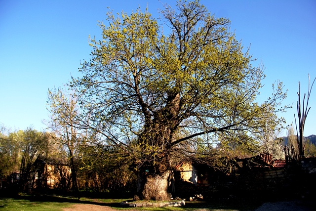 700 yıllık çınar bu yılda yeşerdi