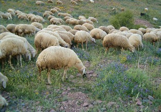Koyun hırsızlığında 3 kişi tutuklandı