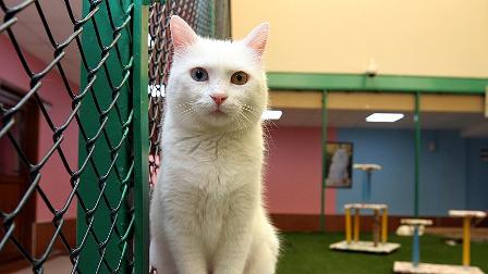 Van kedilerine özel bakım