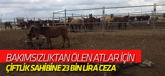 Bakımsızlıktan Ölen Atlar İçin Çiftlik Sahibine 23 Bin Lira Ceza
