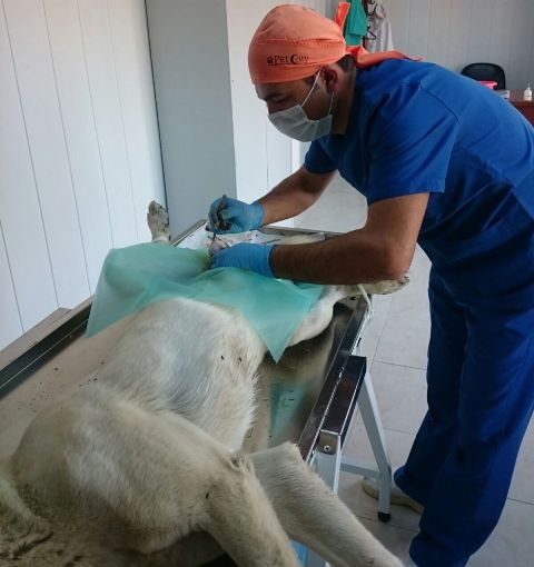 Sokak Hayvanlarına Sahip Çıkıyoruz