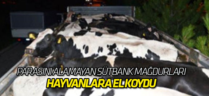 Parasını Alamayan Sütbank Mağdurları, Hayvanlara El Koydu