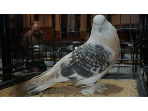 16. Şebap Güvercin Festivali Ankara’da düzenlendi