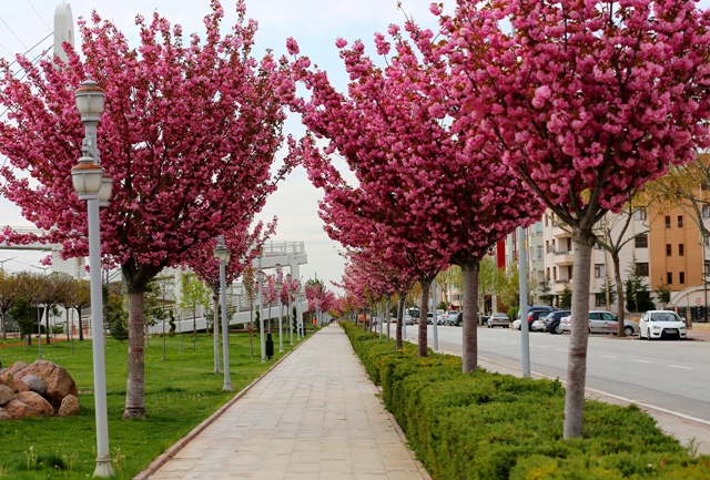 Konya’da Sakura Zamanı