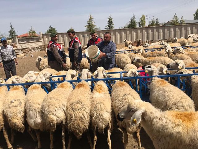 Koyun hırsızları yakalandı