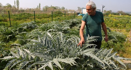 Bu enginar görenleri hayrete düşürüyor