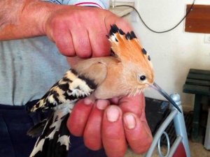 Yaralı ibibik kuşu koruma altına alındı