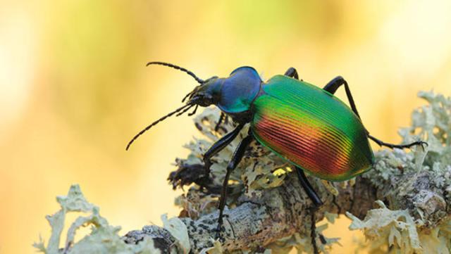 Terminatör böcekler doğaya salındı