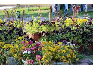 Kırıkkale Belediyesi, 820 bin çiçek dikecek