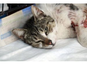 Aydın'da pitbullun kediye saldırısı güvenlik kamerasında