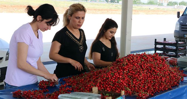 Manisa kirazı pazardaki yerini aldı