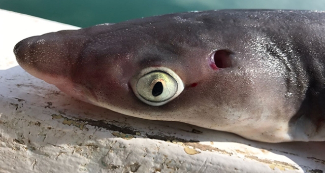 Oltaya takılan köpek balığı korkuttu