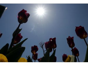 "Mavi Gözlü Kent"te lale zamanı