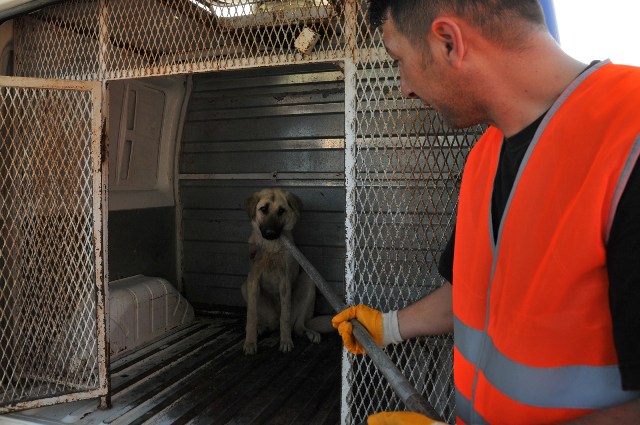 Yaralı köpek tedavi edildi