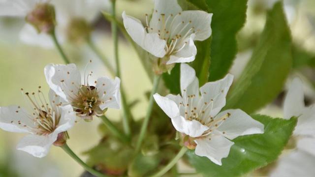Kiraz bahçeleri beyaz "gelinliğini" giydi