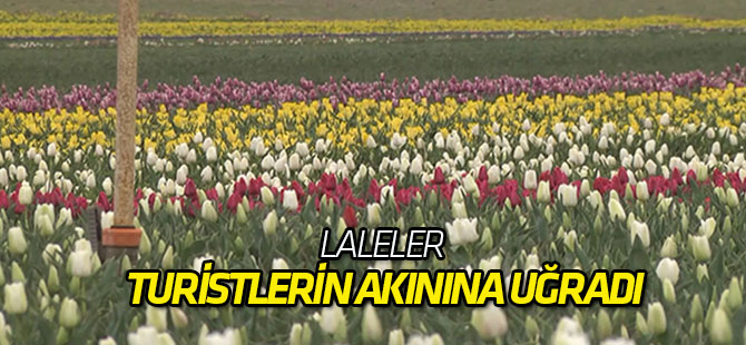 Laleler yerli ve yabancı turistlerin akınına uğradı