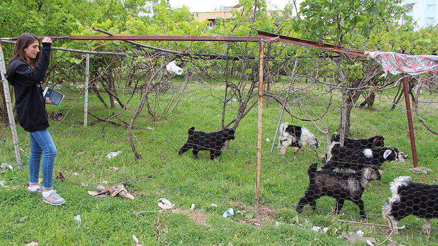 Cumhurbaşkanı Erdoğan'dan koyun otlatırken kitap okuyan Kader'e davet