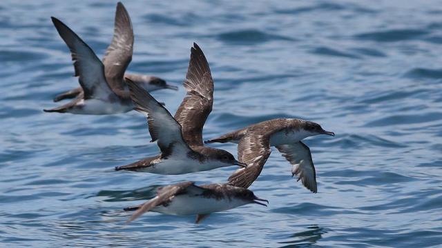 Balıkçılara 'yelkovan' uyarısı
