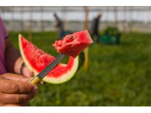 İlk karpuz hasadı Antalya'da başladı