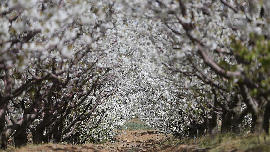 'Yok satan' kirazın ağaçları beyaza büründü