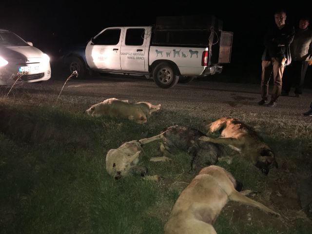 Konya'da 5 köpek zehirlendi