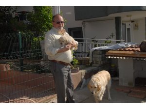 Kocaeli'de yavru köpek hırsızlığı kamerada