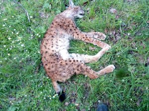 Konya'da av tüfeğiyle öldürülmüş vaşak bulundu