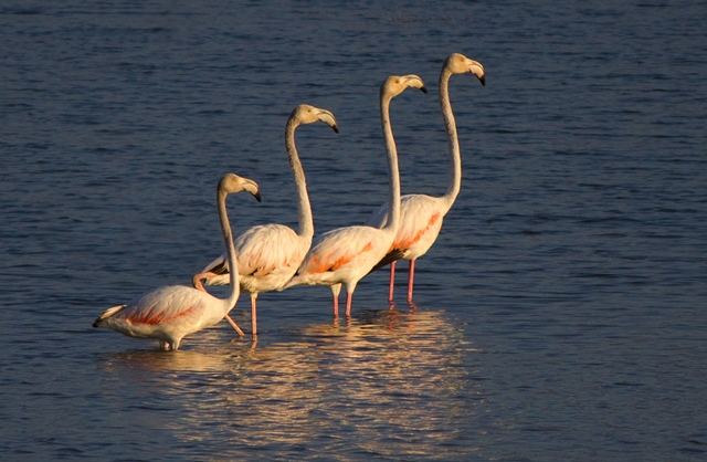 Beyşehir’de kuş akını
