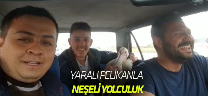 Yaralı pelikanla neşeli yolculuk