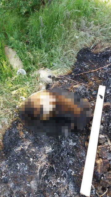 Köpek yavrusunu, öldürdüler