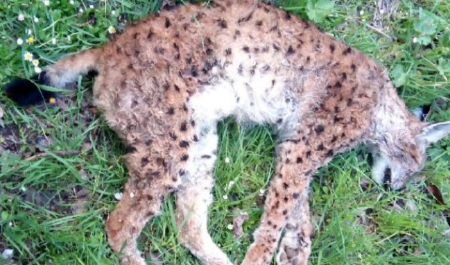 Koruma altındayken öldürdüler!