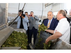 "Organik çayımız dünyada marka olarak değerini bulacaktır"