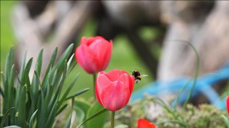Longoz ormanlarında ilkbahar güzelliği