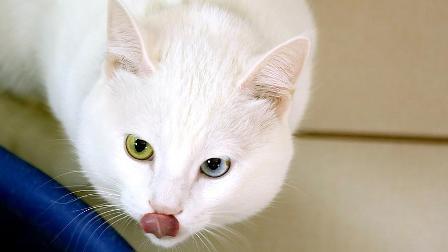 Van kedileri "özel havuzlar"da yüzecek