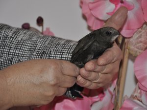 Akşehir'de ebabil kuşu bulundu