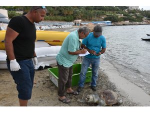 Dalgıçlar Kuşadası'nda ölü caretta caretta buldu