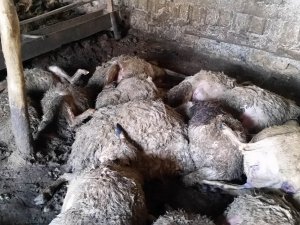 Ağıla giren kurtlar 20 koyunu telef etti