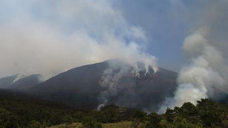 'Türkiye'de ormanların yarısı sigaradan dolayı yok oluyor'