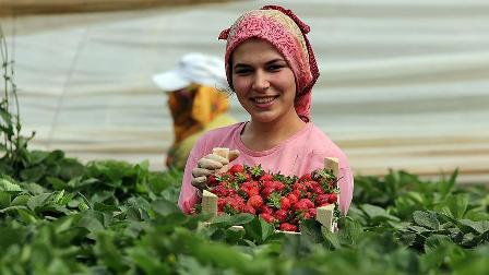 Çilek üreticisi ihracatla sevindi