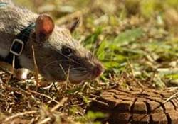 Mayına FARELİ çözüm