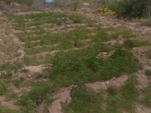 Sille'de bağ evine uyuşturucu operasyonu