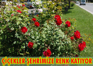 Konya güllerle rengarenk oldu