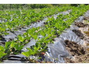 GÜNCELLEME - Erzurum'da minibüsle otomobil çarpıştı: 5 ölü, 10 yaralı