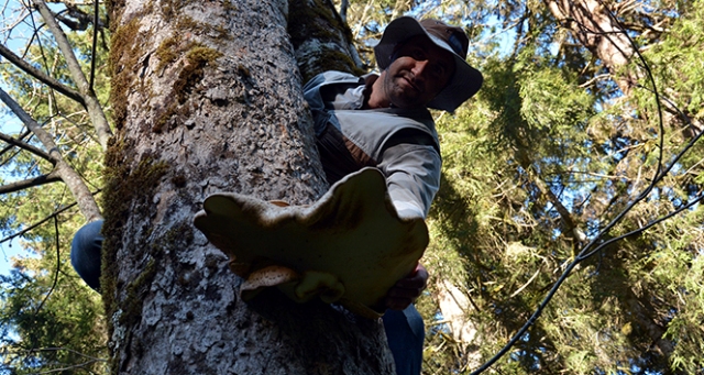 Çağman mantarını toplamak isteyenler ayılarla yarışıyor