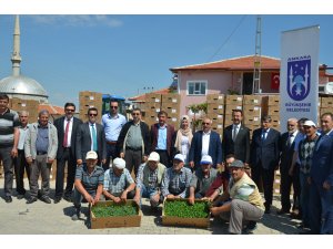 Belediyeden vatandaşlara sebze fidanı