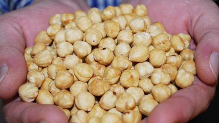 'Kavrulmuş Giresun fındığı kanser riski taşımıyor'