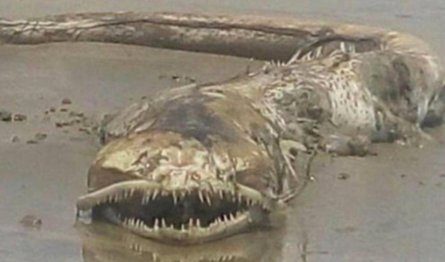 Korkunç canlının gizemi çözülemedi!