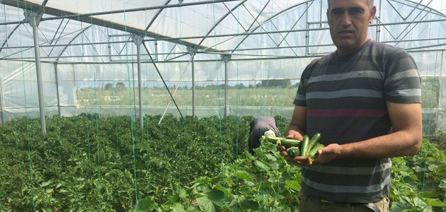 Beyşehir'deki seralarda ilk hasat sevinci