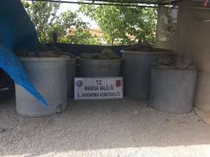 Akhisar'da zeytin hırsızlığı